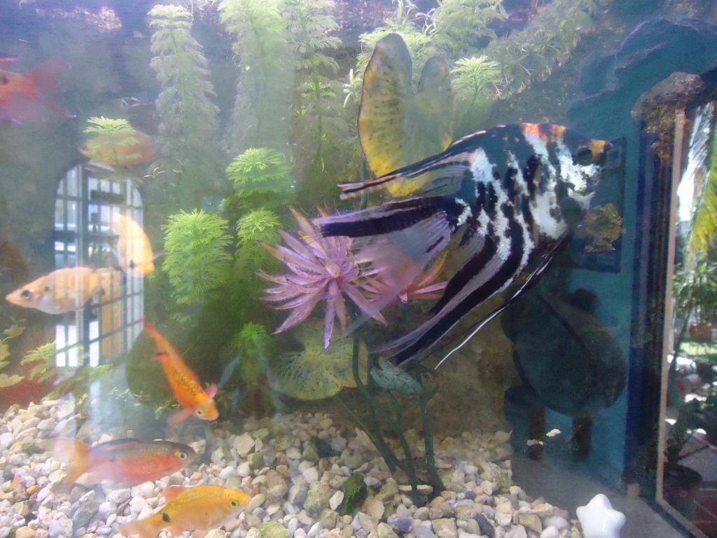 El Acuario Hotel 3*